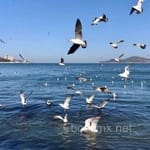 Avatar de Tomás Ledezma